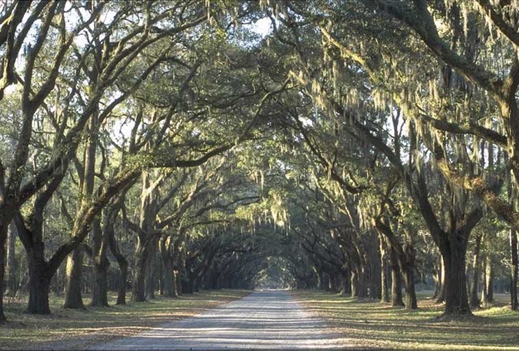 Private Tours by Pat Tuttle Savannah Low Country Tour